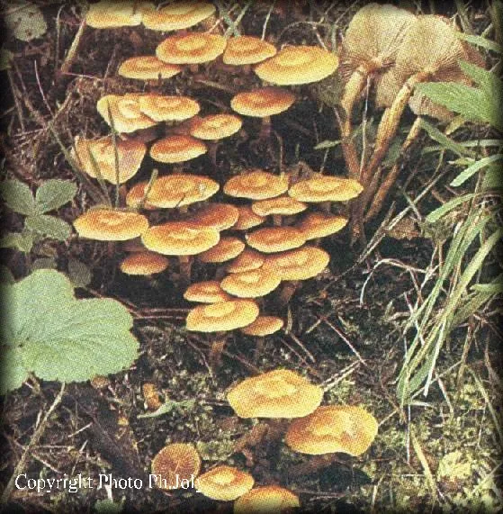 Agaric à soupe-image