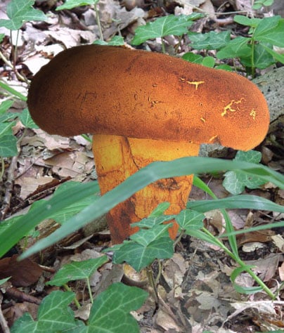 cappendiculé