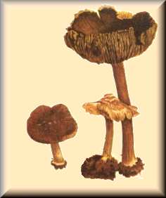 inocybe maculé-image