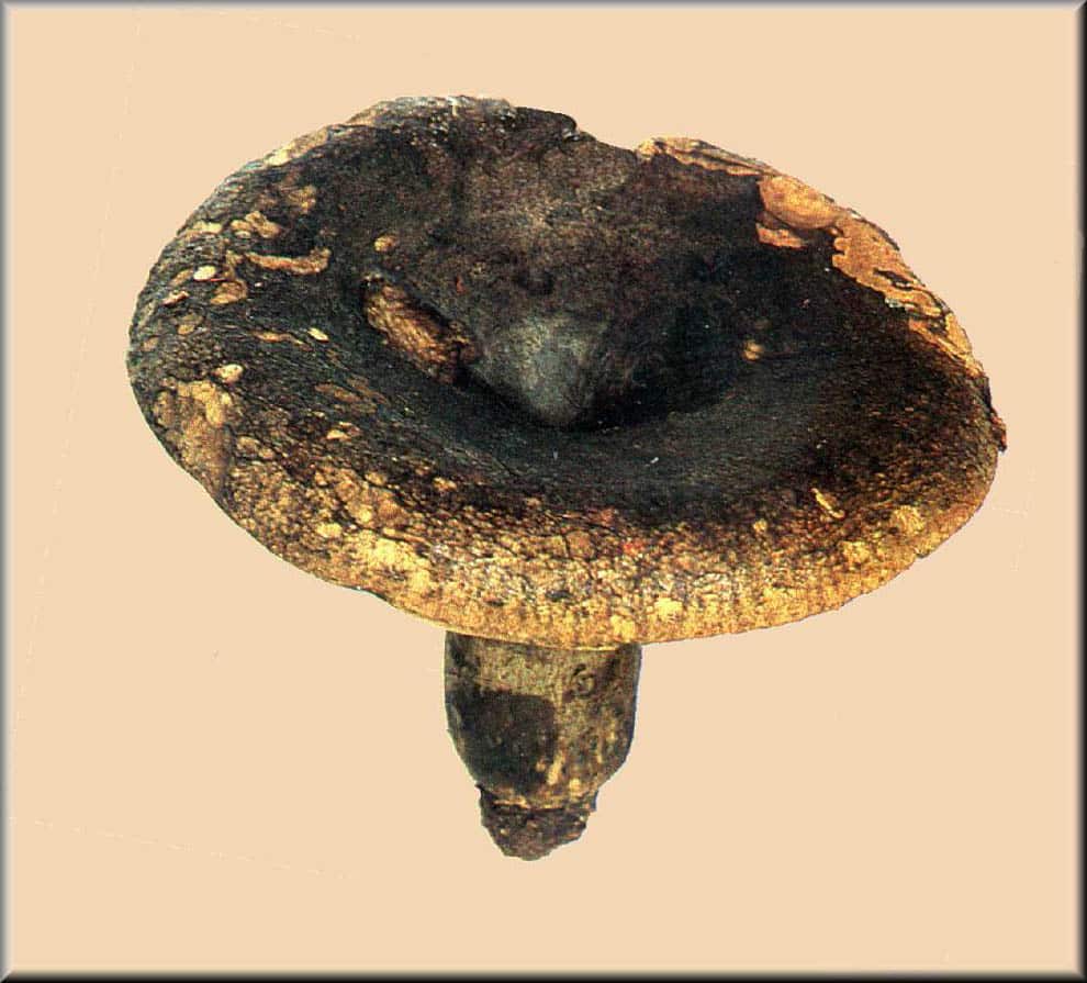 lactaire plombé ou honteux-image