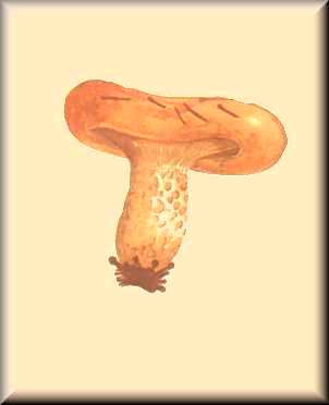 lactaire scrobiculé-image