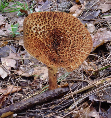 lépiote à écailles aiguës-image