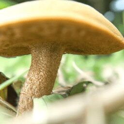 Comment reconnaitre les champigons ?
