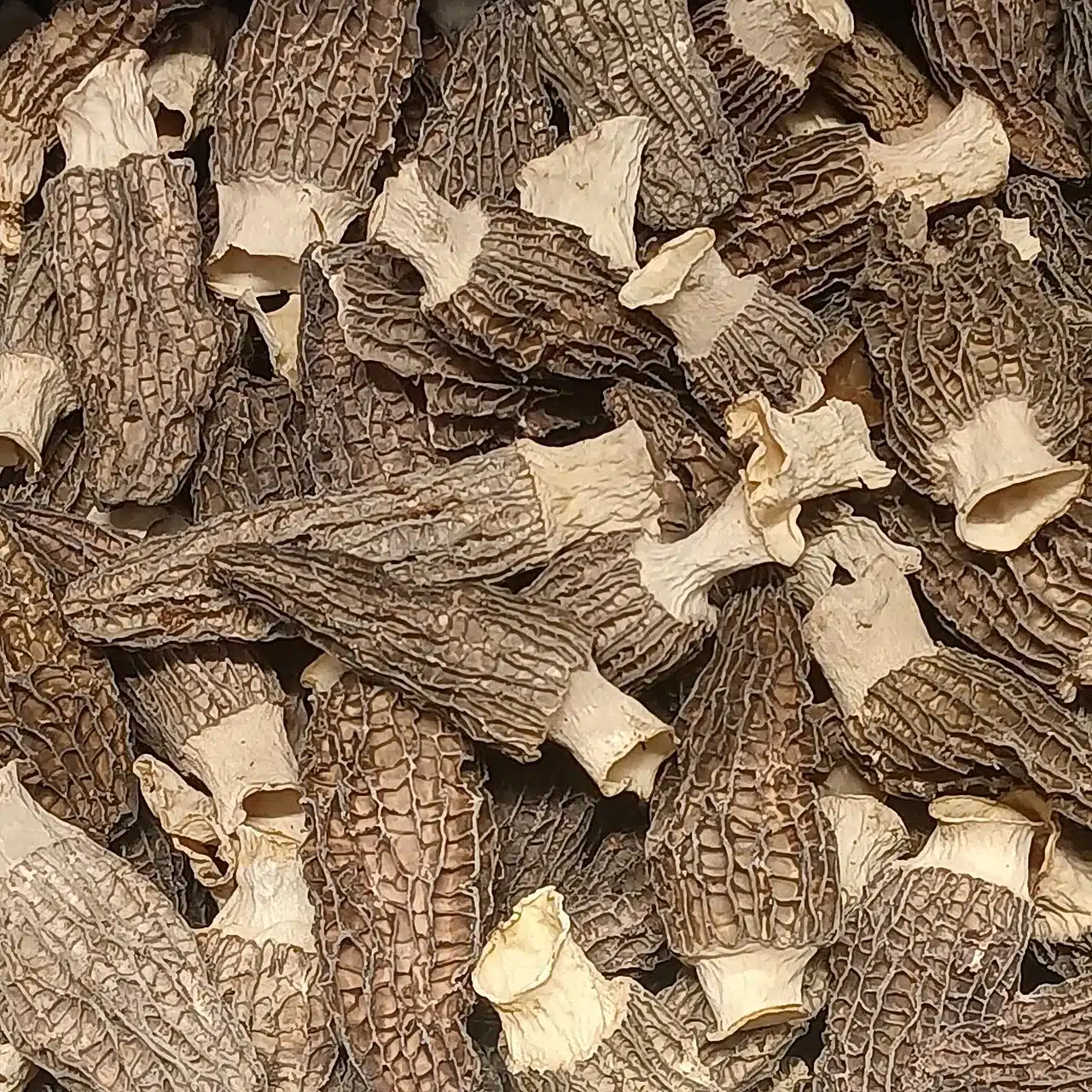 Morilles séchées entières à acheter