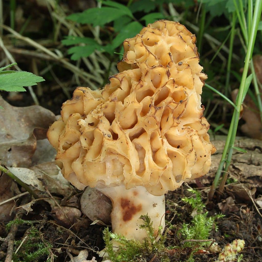 Morille commune (Morchella esculenta) fraîche au printemps