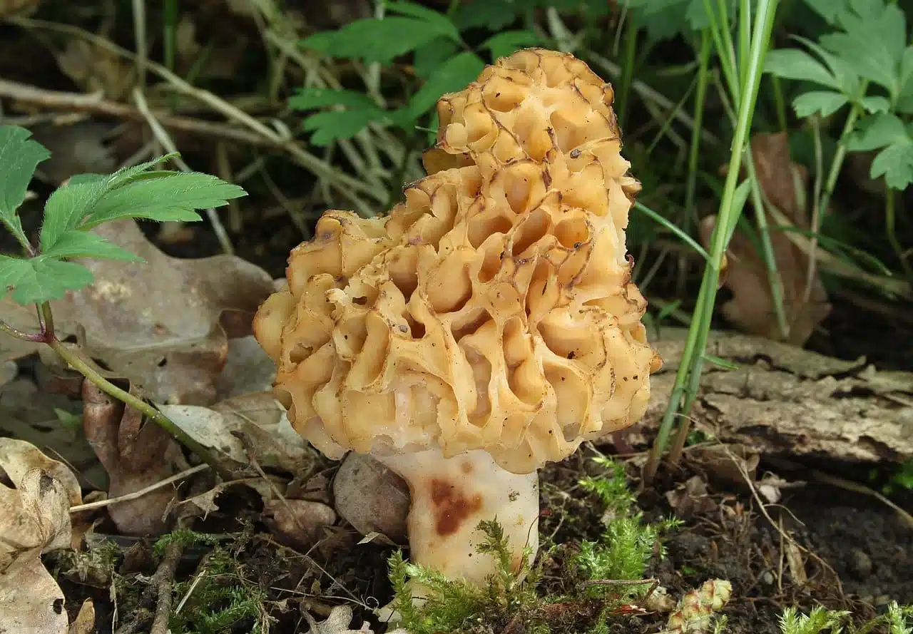 Morille commune (Morchella esculenta) fraîche au printemps