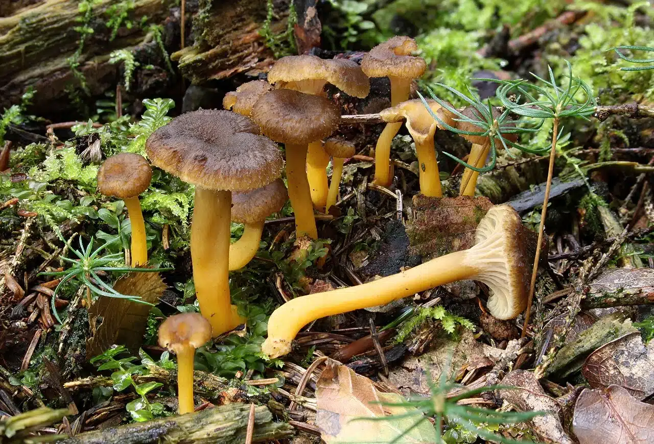 Chanterelle en tube fraîche en automne