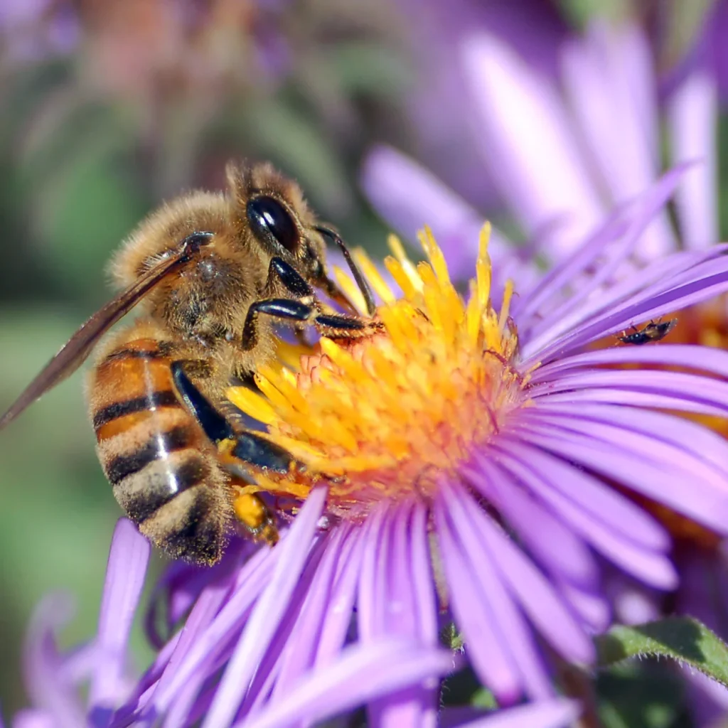 Abeille (Apis mellifera) butinant une fleur, illustrant le lien entre apiculture et champignons