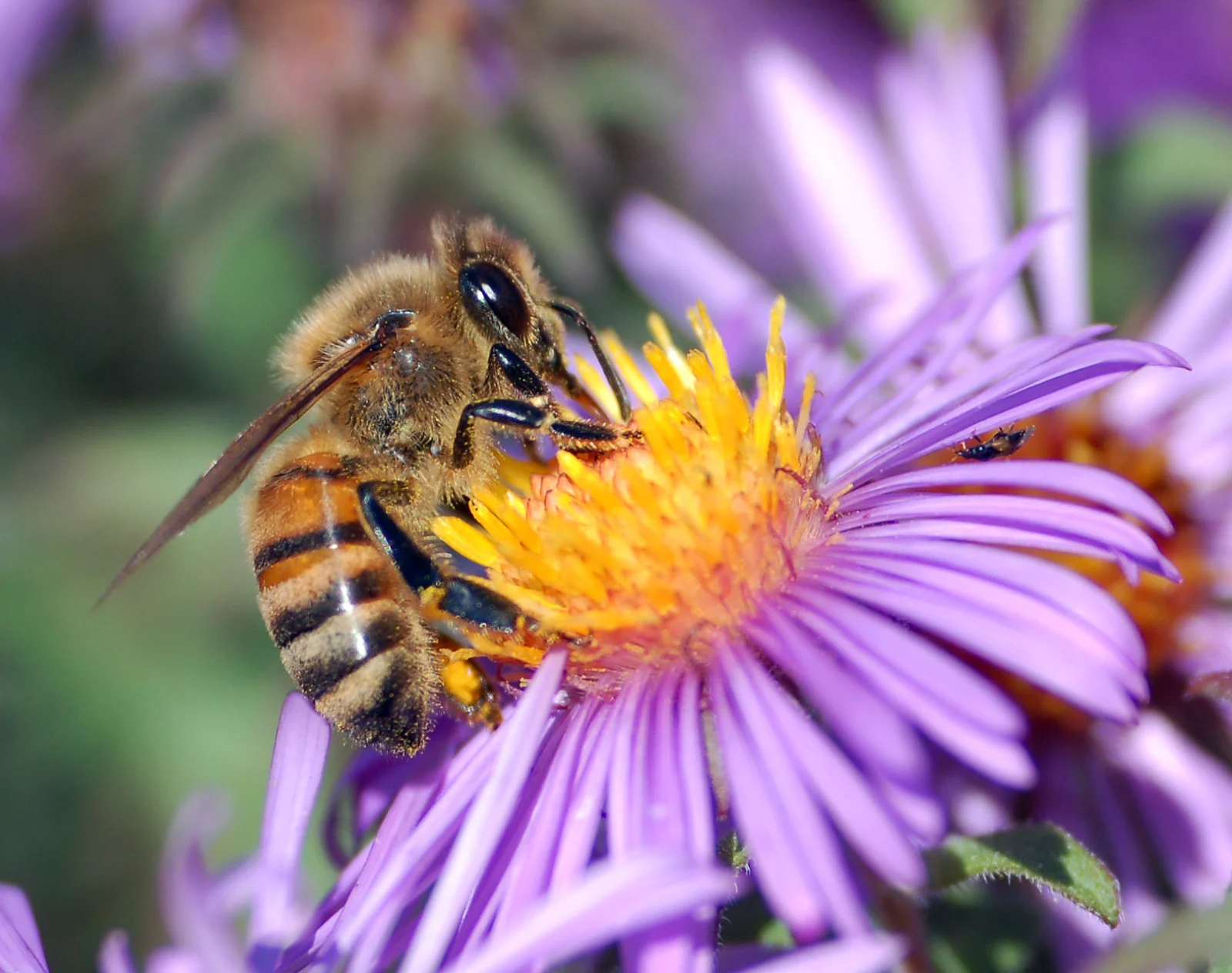 Abeille (Apis mellifera) butinant une fleur, illustrant le lien entre apiculture et champignons