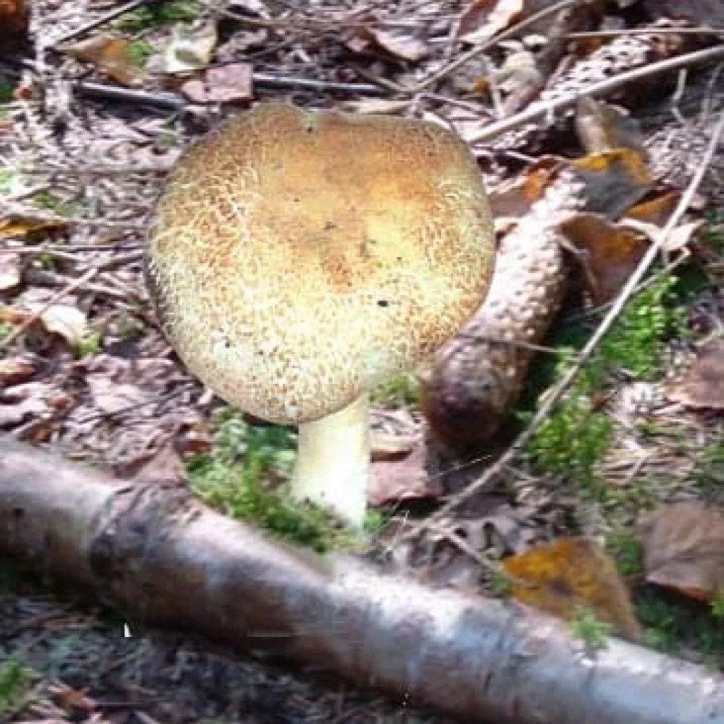 Agaric des forêts (Agaricus silvaticus), champignon comestible