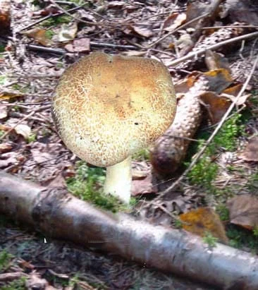 Agaric des forêts-image