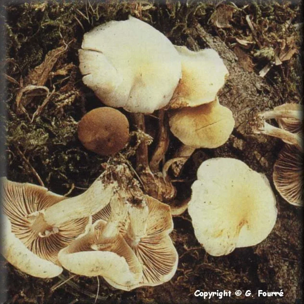 Agrocybe du peuplier (Cyclocybe aegerita), champignon comestible