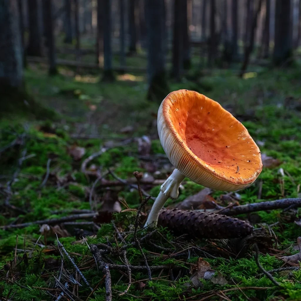 Amanite des Césars / oronge (Amanita caesarea)