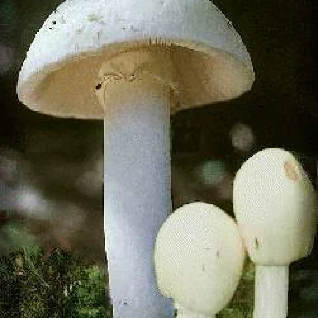 Amanite printanière (Amanita verna), champignon mortel