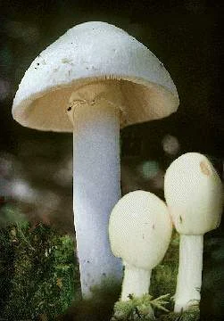 amanite printanière-image