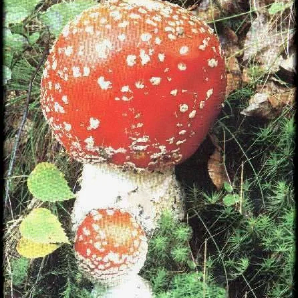 Amanite tue mouche (Amanita muscaria), champignon toxique