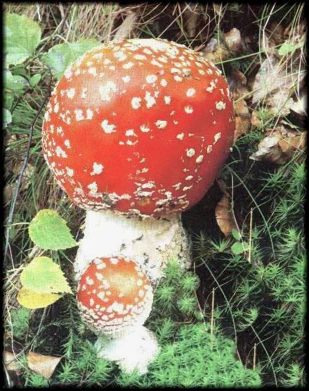 amanite tue mouche-image