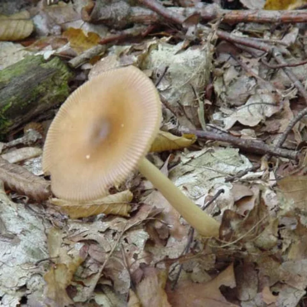 Amanite vaginée (Amanita vaginata), champignon comestible