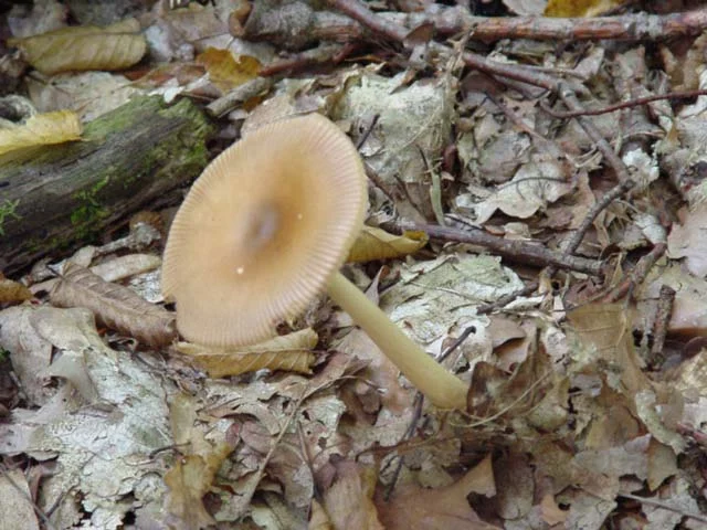 amanite vaginée-image