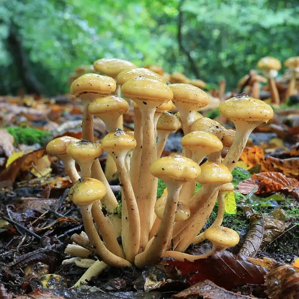 Armillaire couleur de miel (Armillaria mellea) en touffe sur une souche