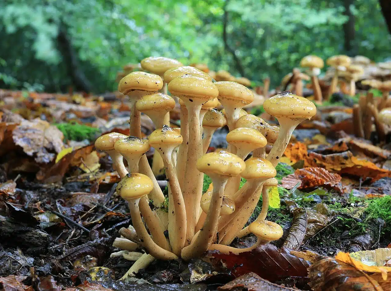 Agaric couleur de miel-image