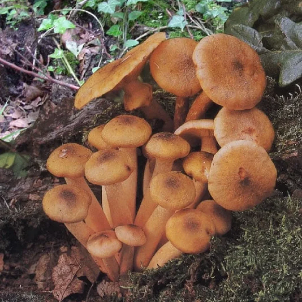 Armilaire de miel (Armillaria mellea), champignon comestible