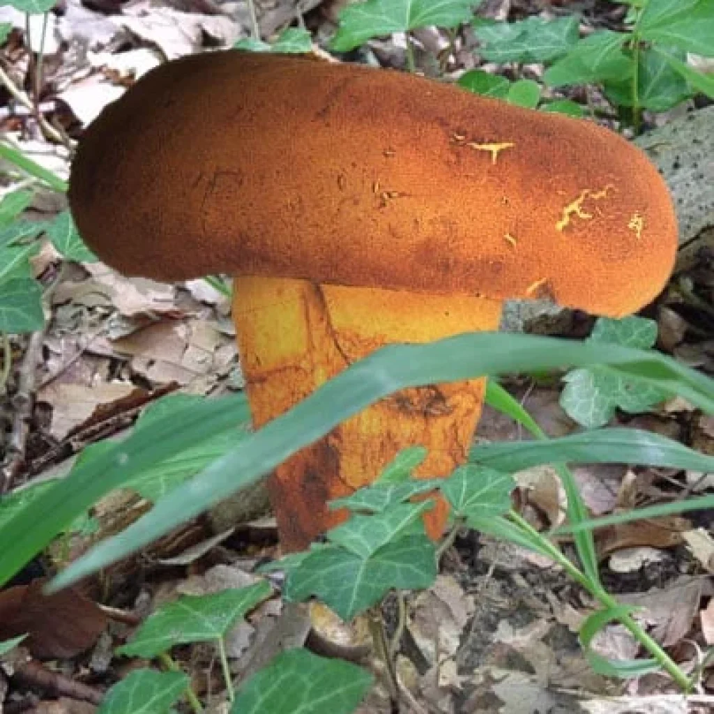 Bolet appendiculé (Butyriboletus appendiculatus), champignon comestible