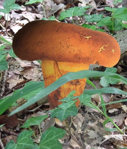 bolet appendiculé-image