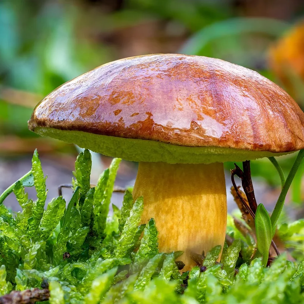 Bolet bai (Imleria badia)