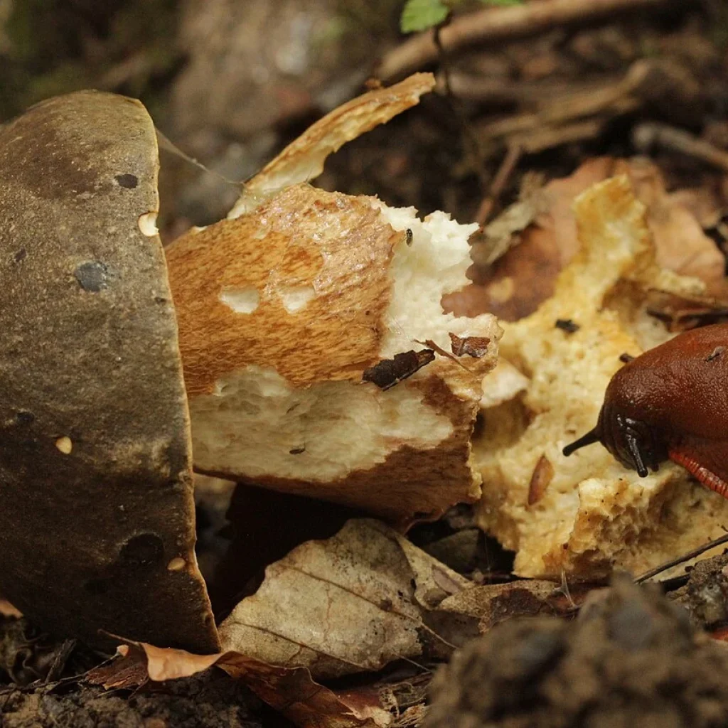 Cèpe bronzé / tête de nègre (Boletus aereus)