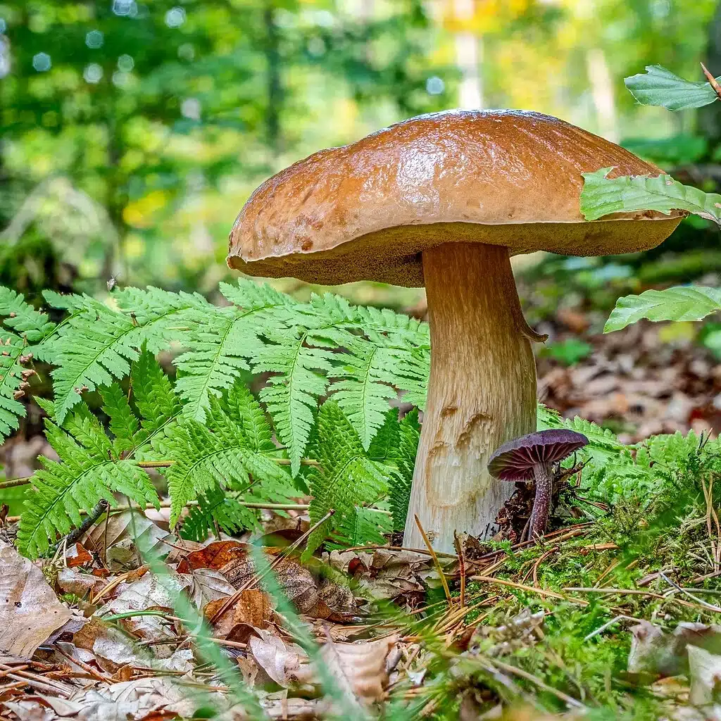 Cèpe de Bordeaux (Boletus edulis) en sous-bois