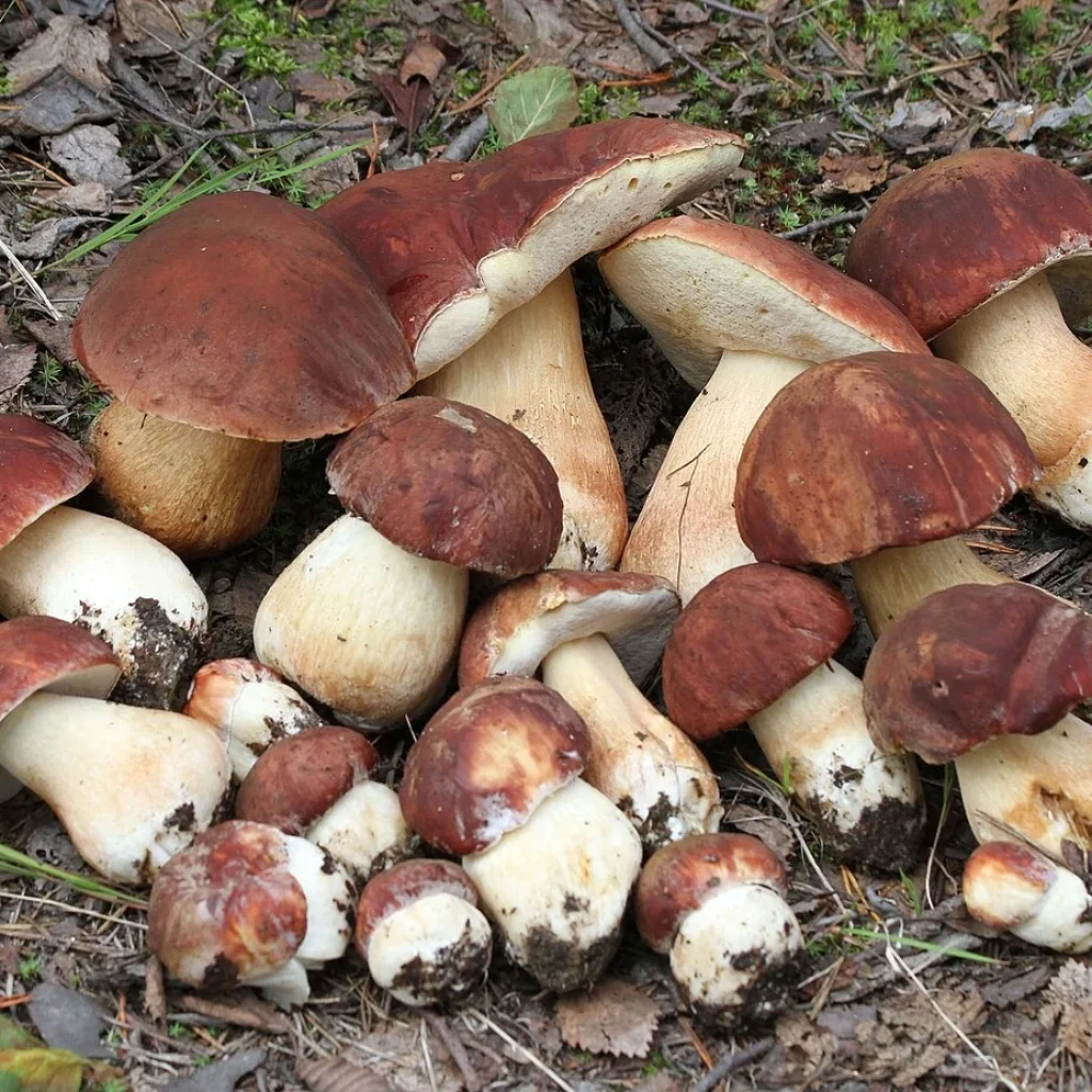 Cèpe des pins (Boletus pinophilus)