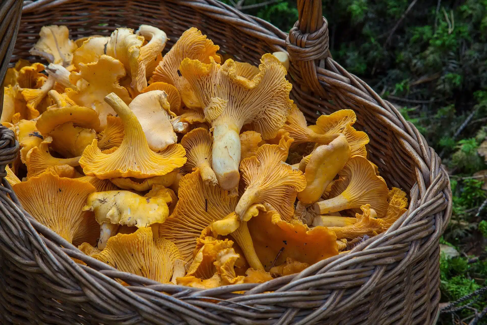 Achat de chanterelles et girolles fraîches
