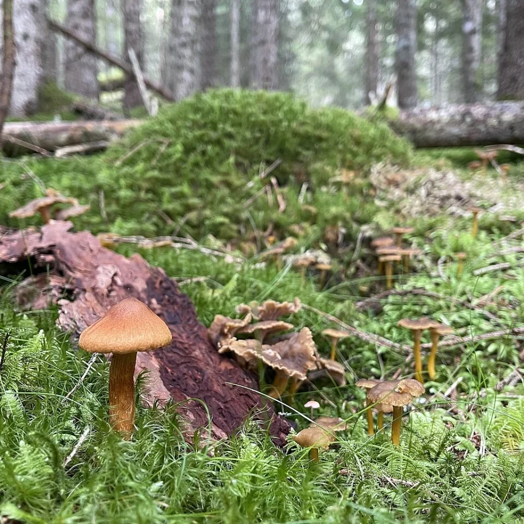Chanterelle en tube (Craterellus tubaeformis)
