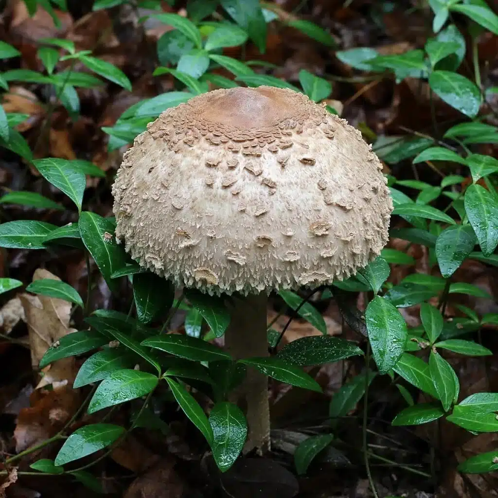 Coulemelle / lépiote élevée (Macrolepiota procera)
