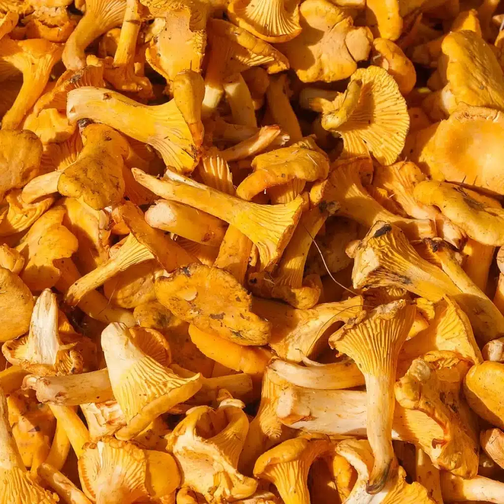 Girolles (Cantharellus cibarius) fraîches