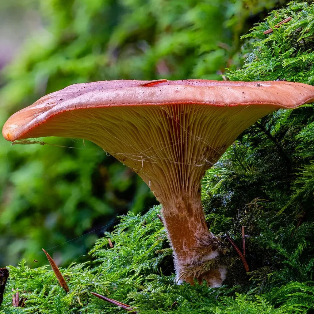 Lactaire délicieux (Lactarius deliciosus) à lait orange