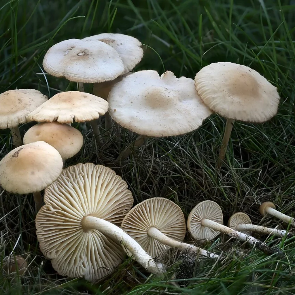 Marasme des Oréades / faux mousseron (Marasmius oreades)