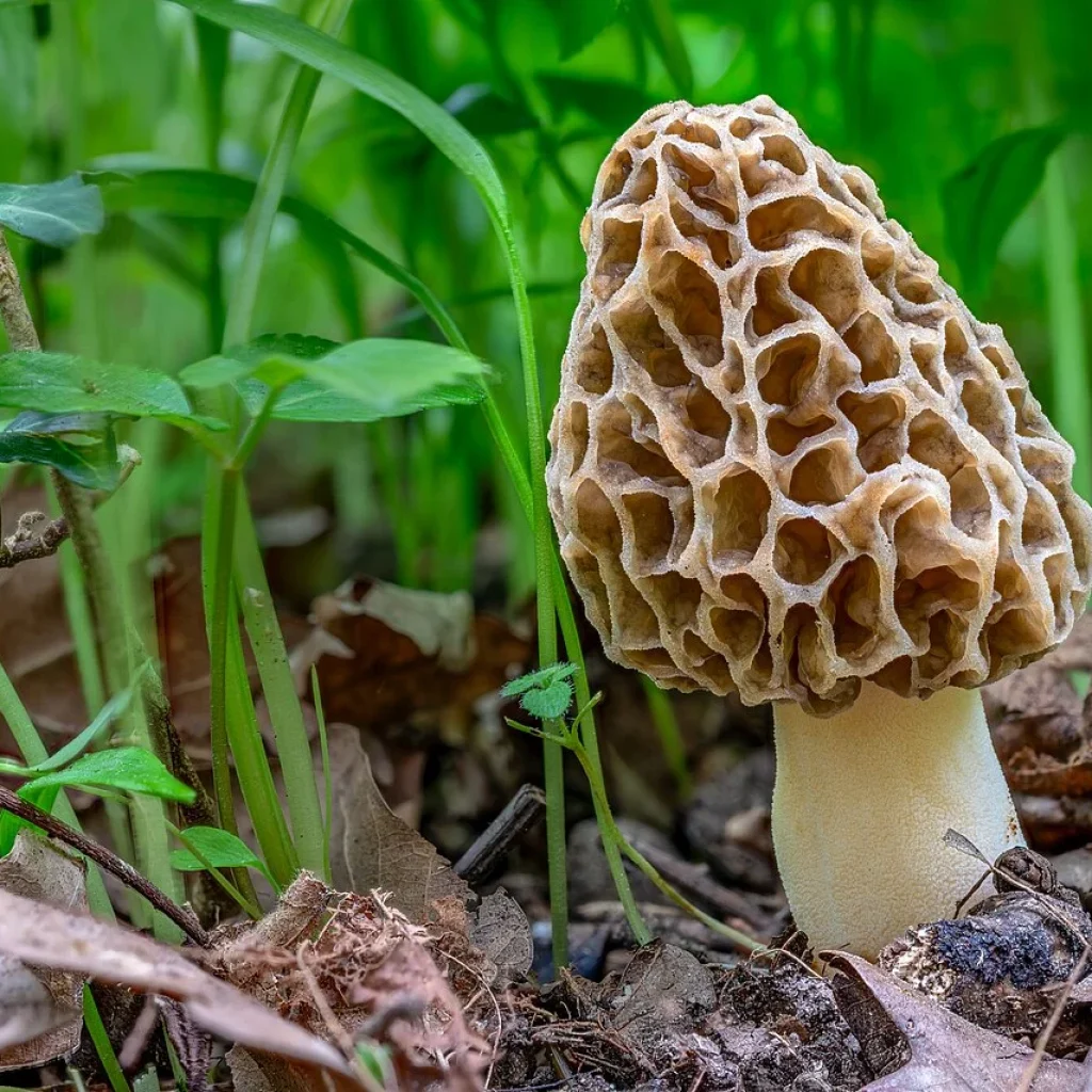 Morille commune / blonde (Morchella esculenta)