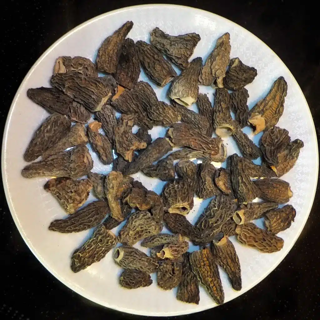 Morille conique (Morchella conica)