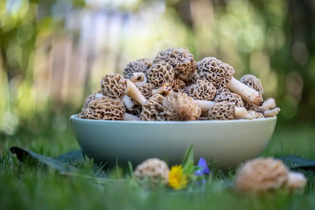 Achat de morilles fraîches et séchées