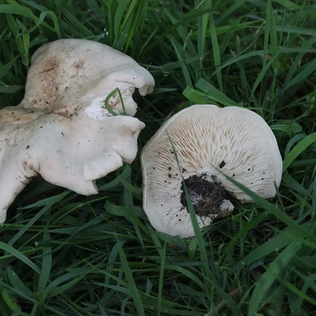 Tricholome de la Saint-Georges / mousseron (Calocybe gambosa)