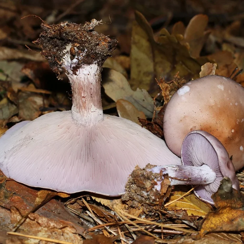 Pied bleu / tricholome nu (Lepista nuda)