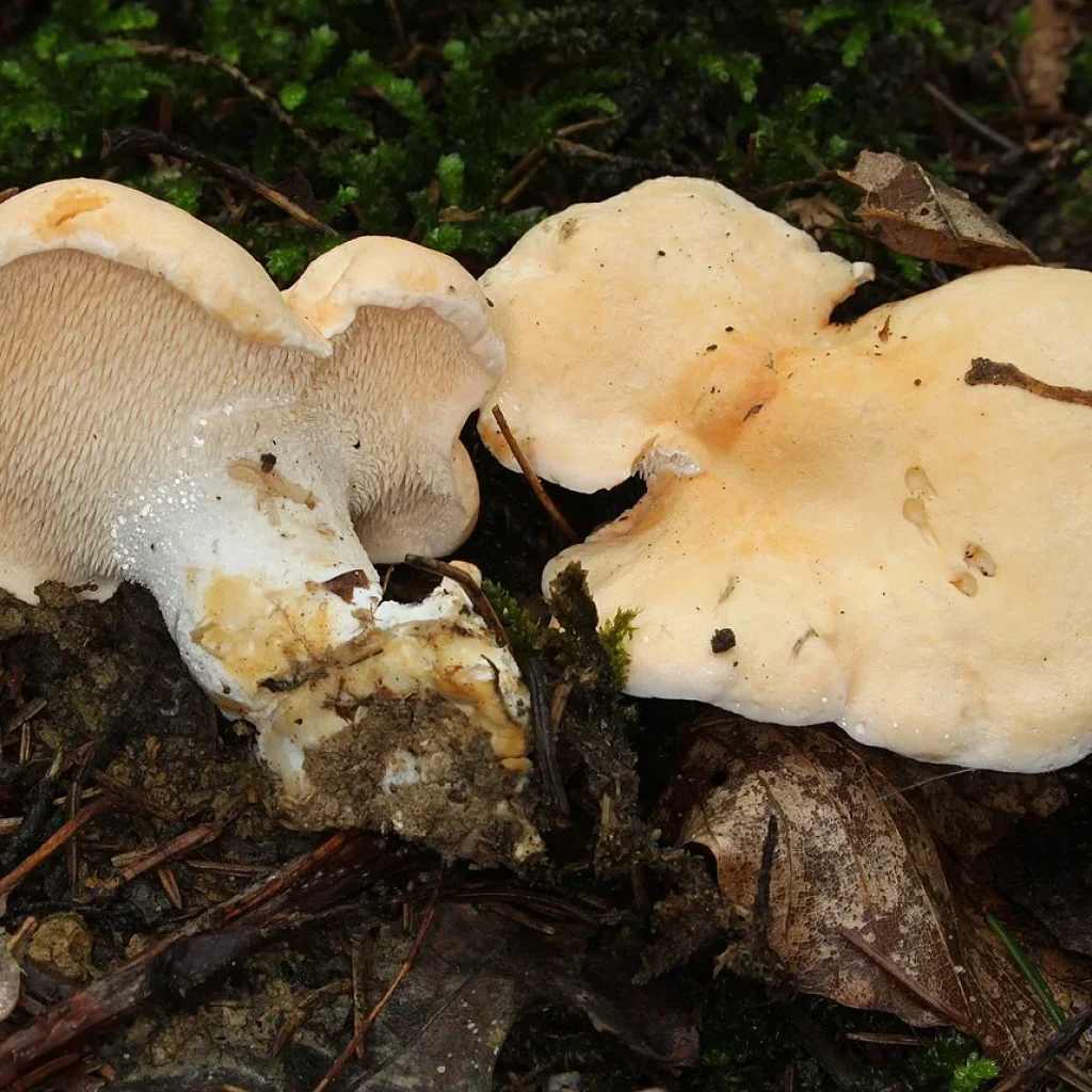 Pied de mouton (Hydnum repandum) et ses aiguillons
