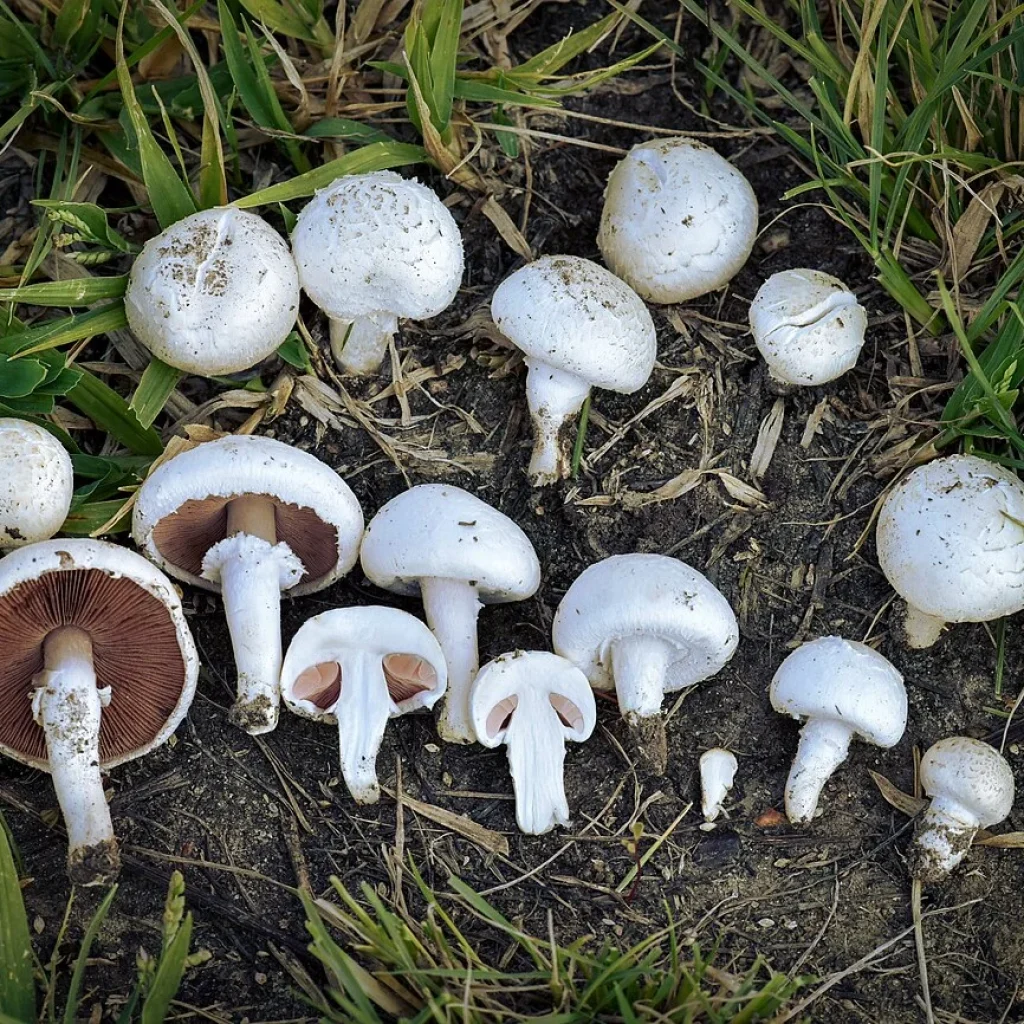 Rosé des prés (Agaricus campestris)