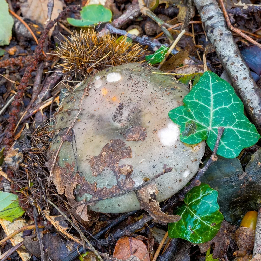 Russule charbonnière (Russula cyanoxantha)