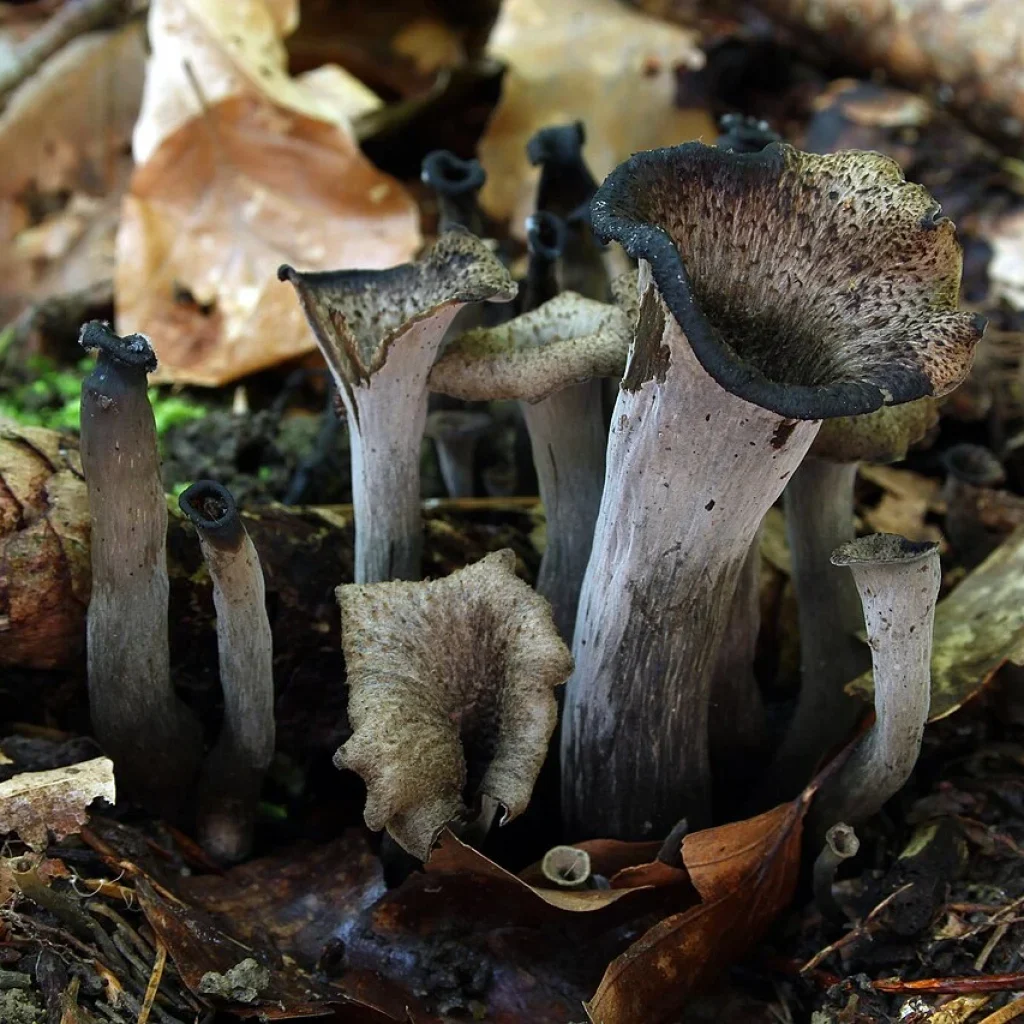 Trompette des morts (Craterellus cornucopioides)