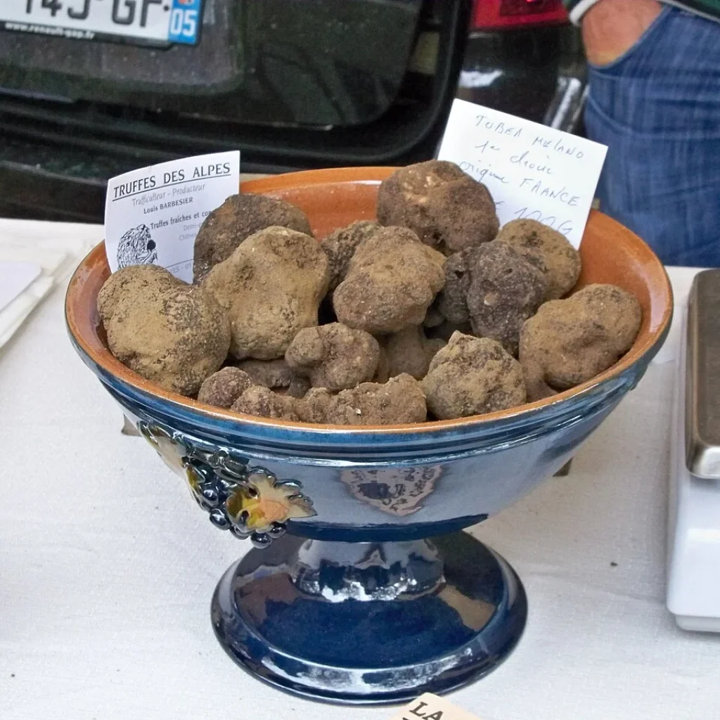 Truffe d'hiver / truffe noire du Périgord (Tuber melanosporum)