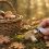 Cueilleur examinant les lames d'un champignon à la loupe en forêt pour éviter les champignons toxiques